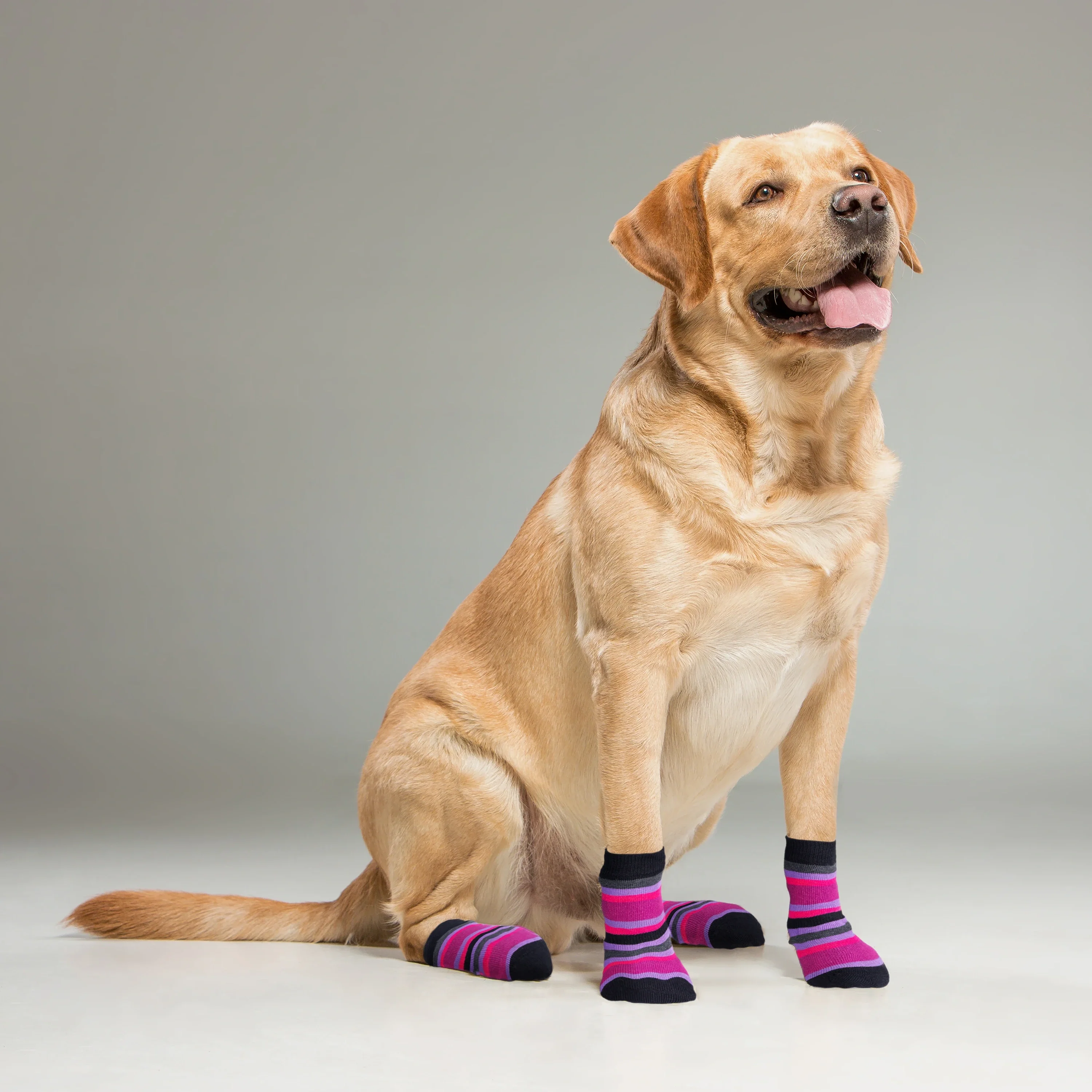 Dog Socks (Pack of 2) (8N) - Image 3